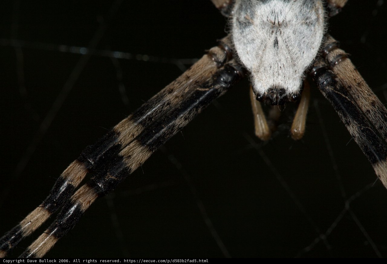 Garden Spider with Black and White Head