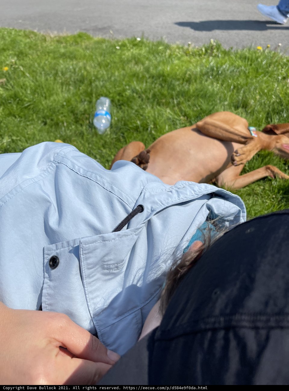 Serene Day at the Park