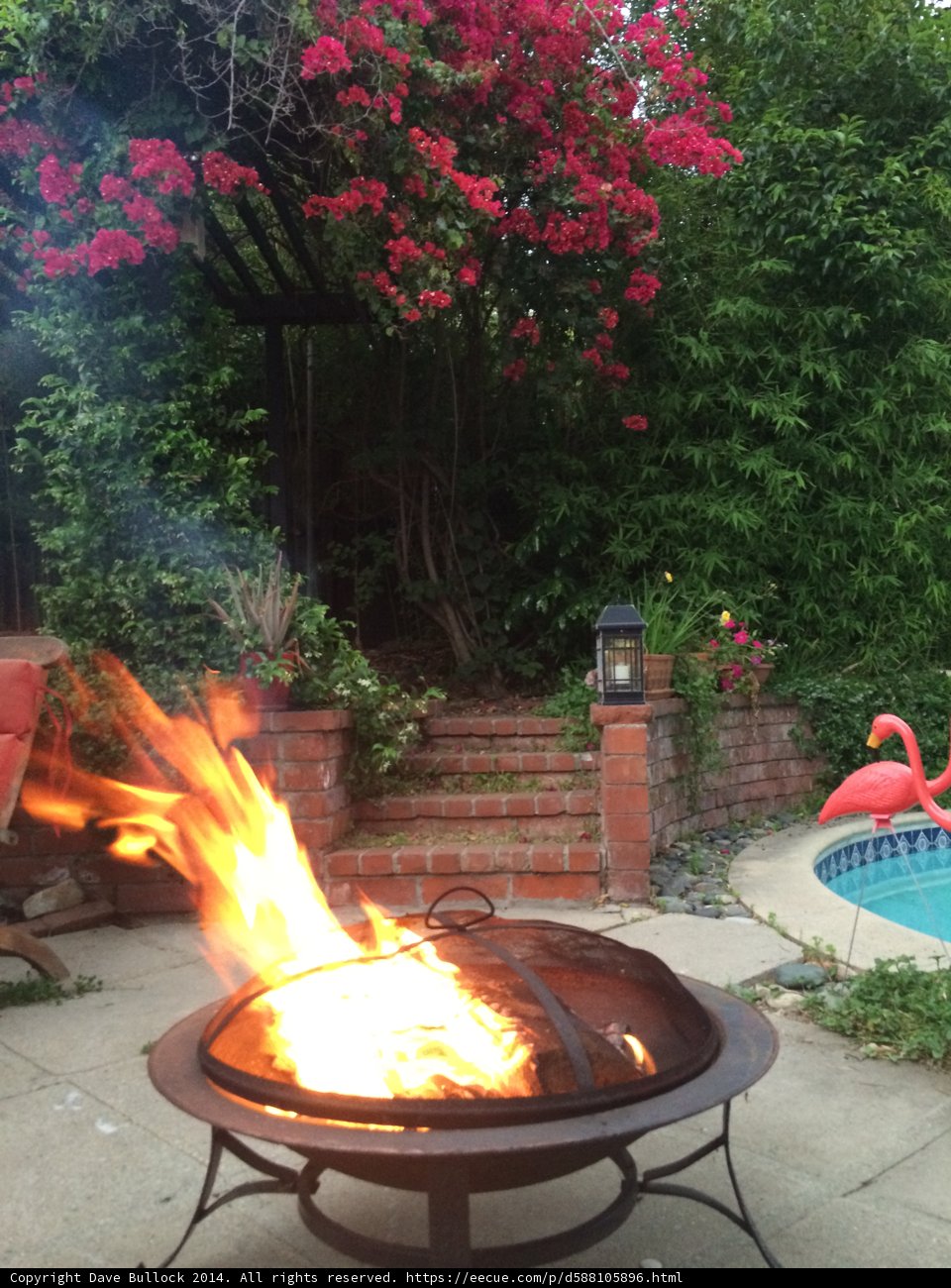 Backyard Oasis