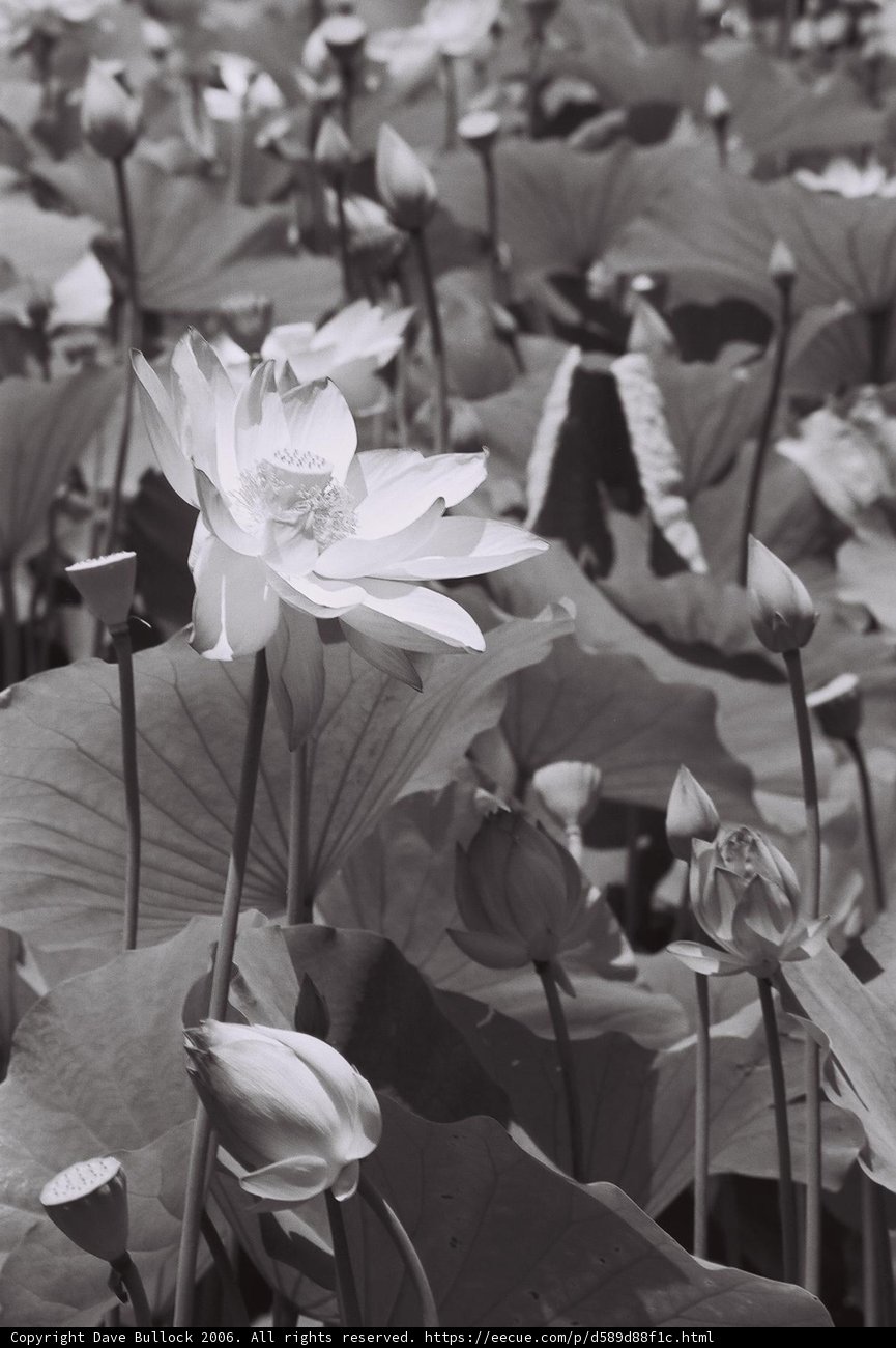 Serenity in monochrome