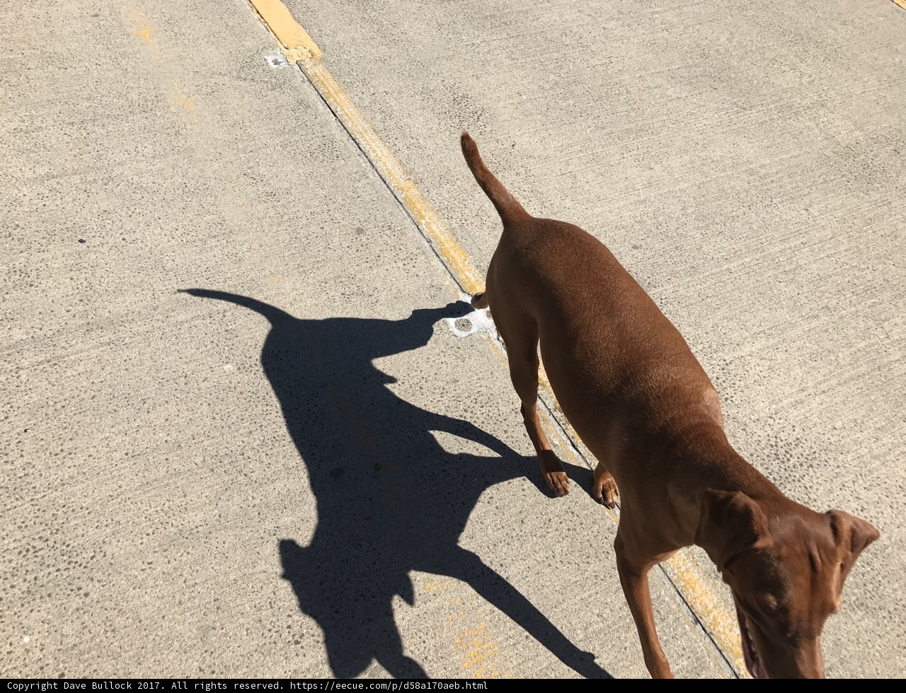 A Canine's Accessory