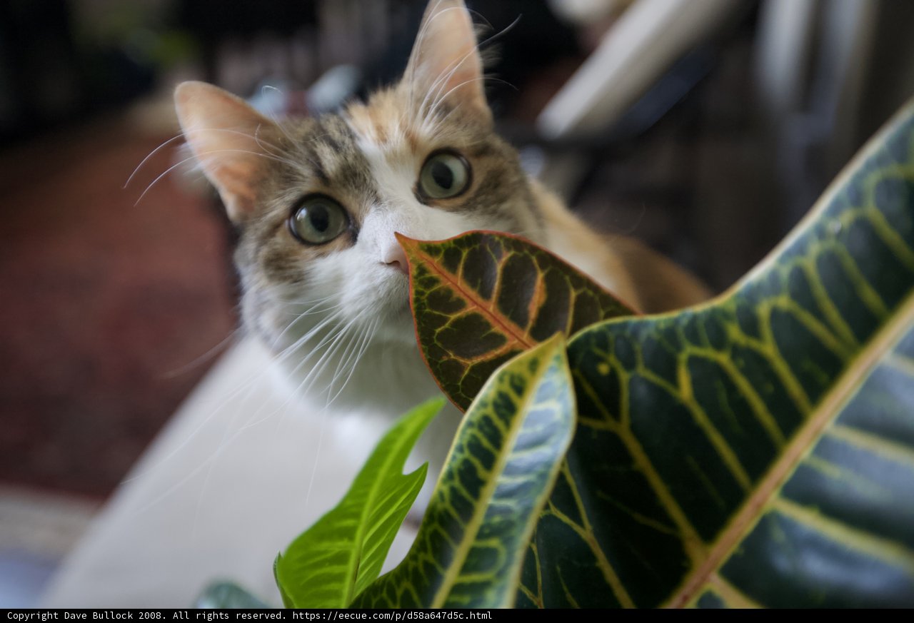 Feline Curiosity