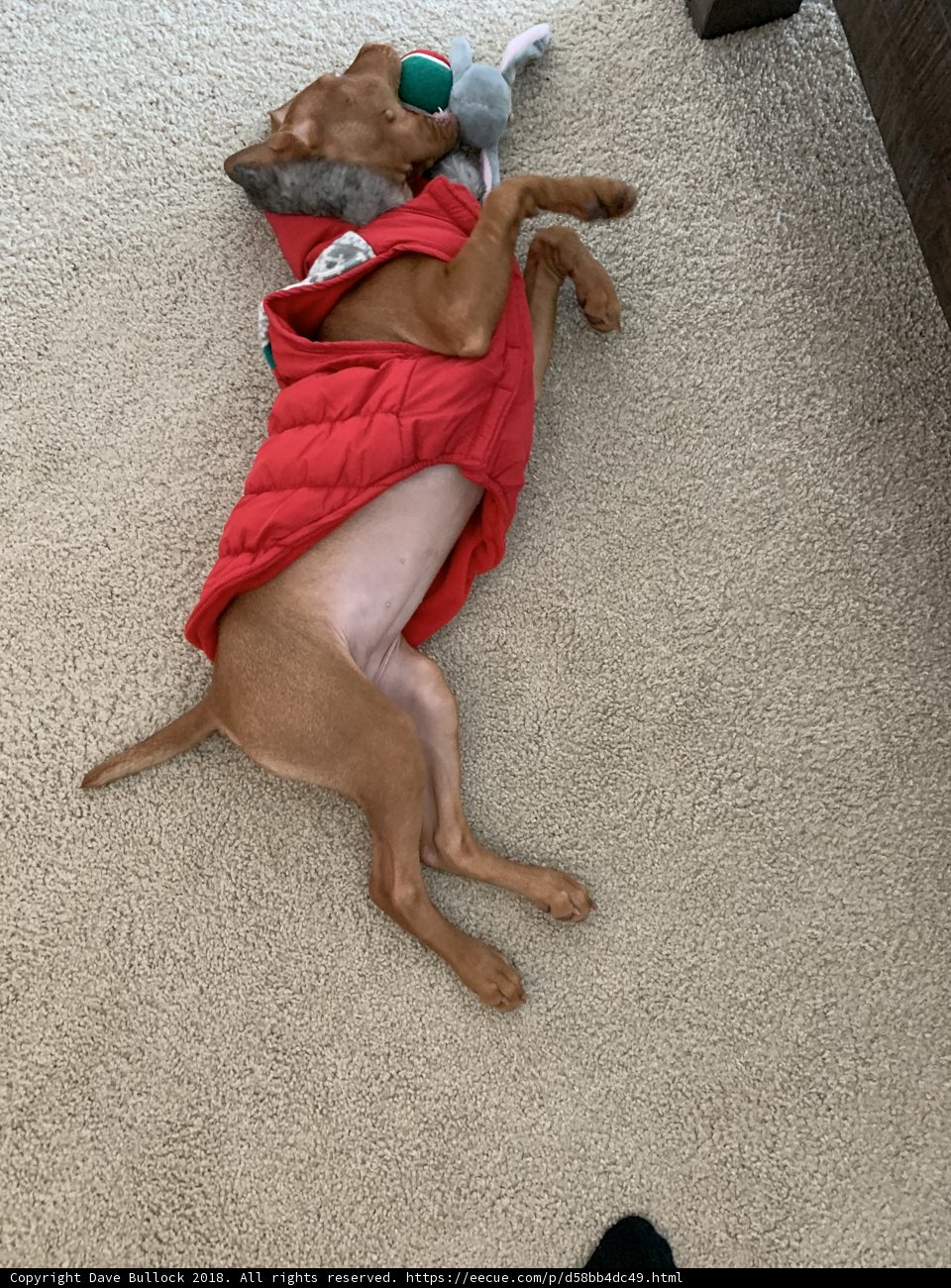 Resting Pooch in Red