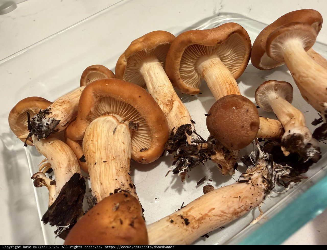Fresh Wild Mushrooms Ready for Cleaning and Cooking