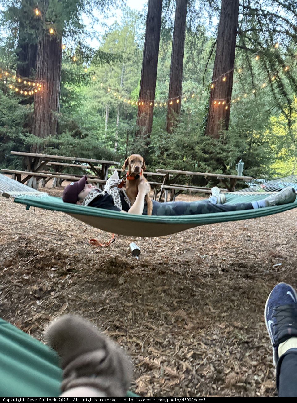 Hammock Bliss in the Redwoods