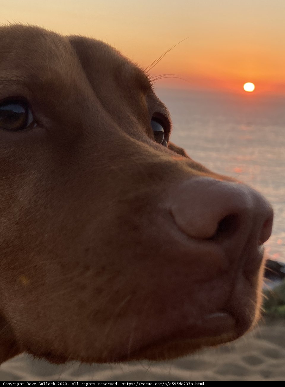 Puppy's Perfect Sunset View