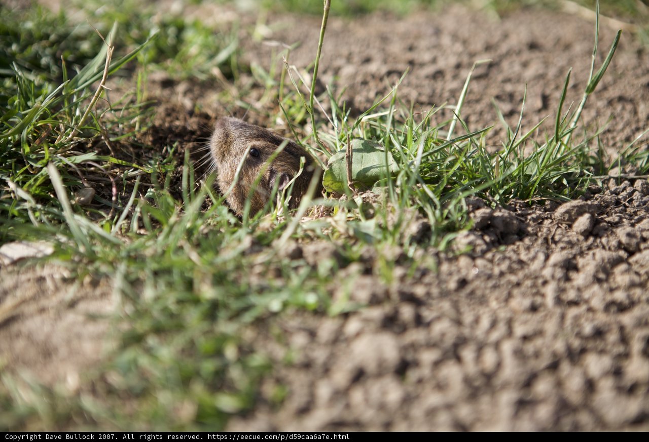 Groundhog's Day Out!