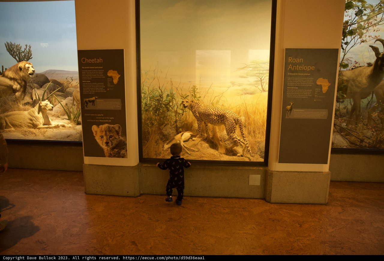 Wesley's Fascination - A World of Wildlife Indoors