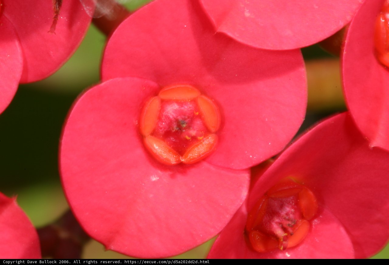 Bee in a Geranium Begonia Flower