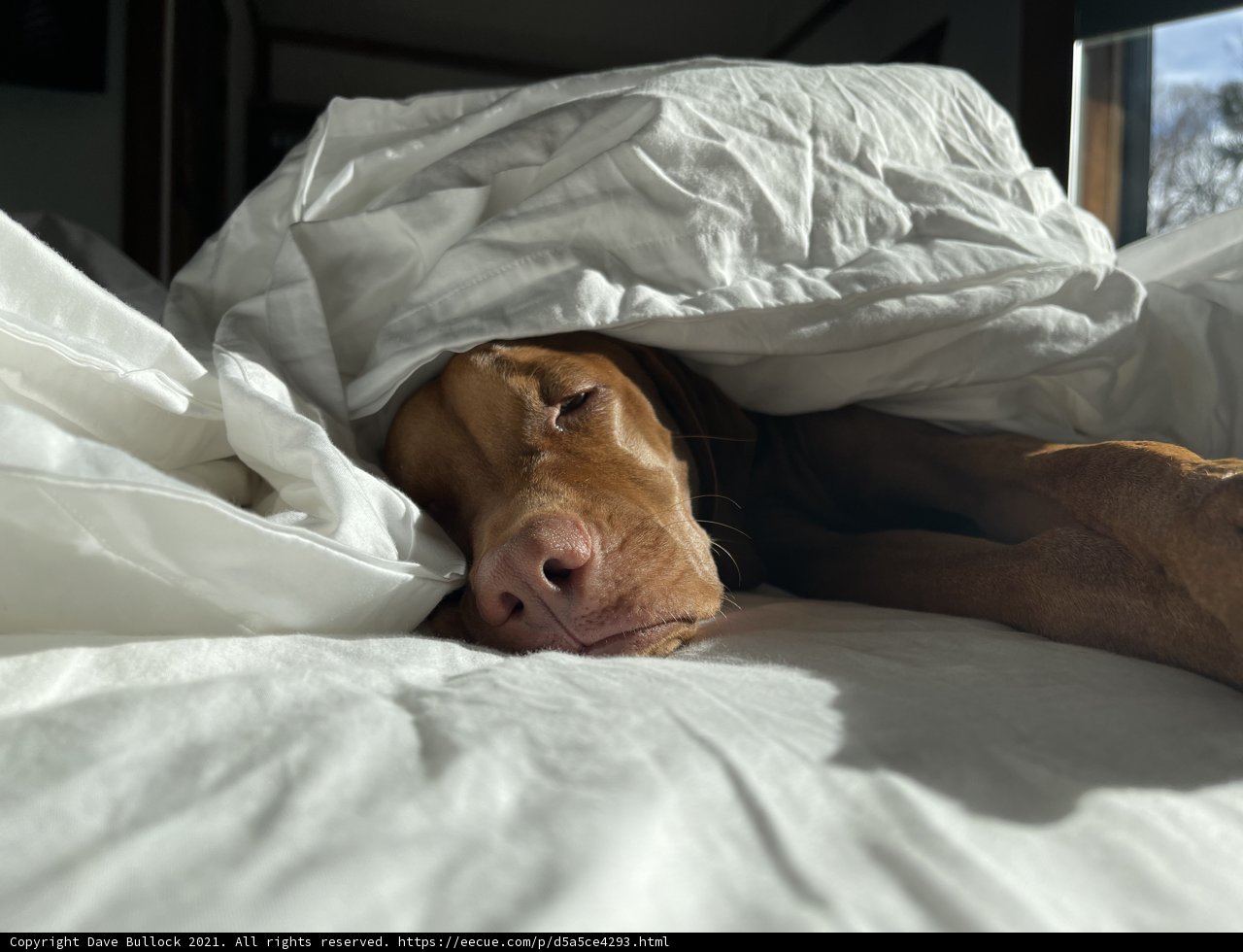 The Cozy Companion