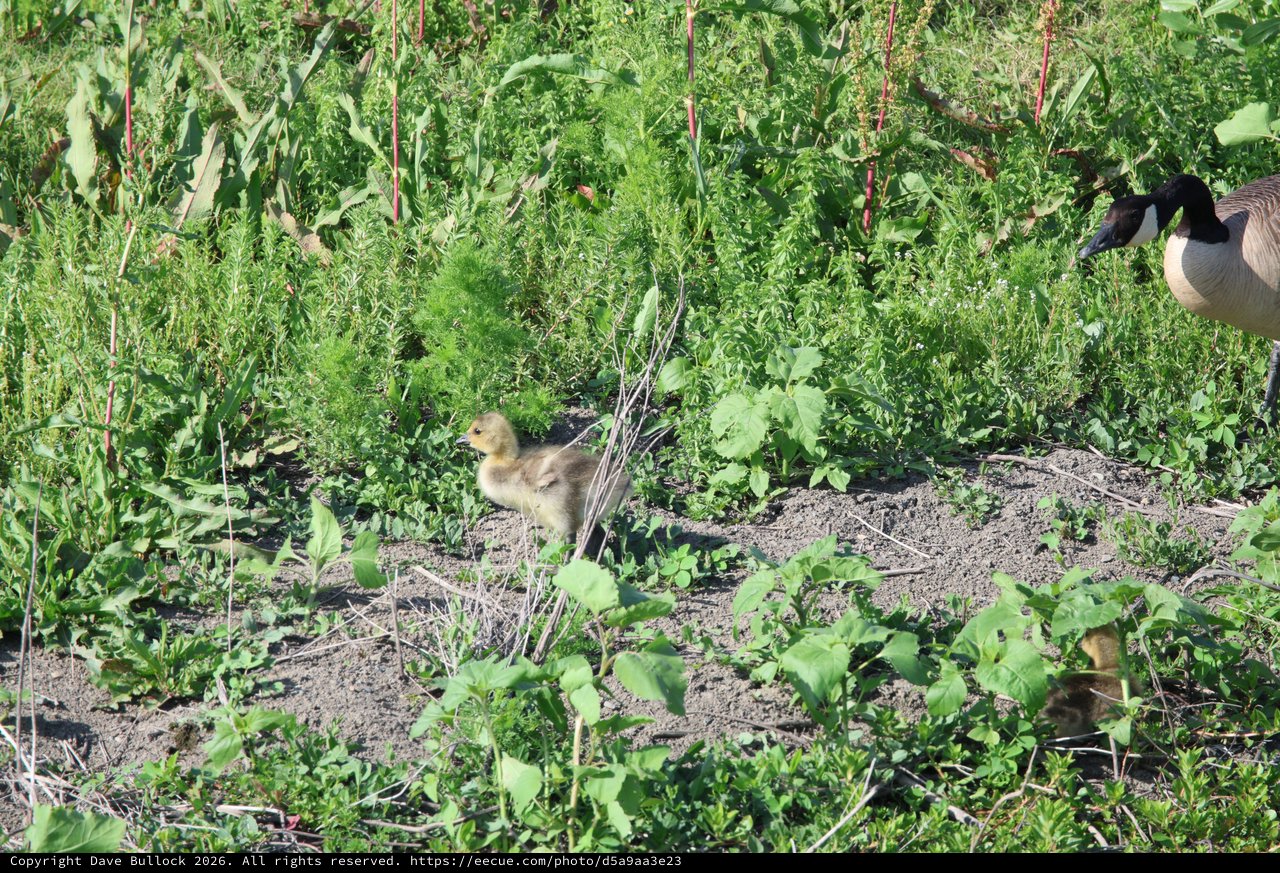 Canada Goose Gosling Foraging in Wetland Garden