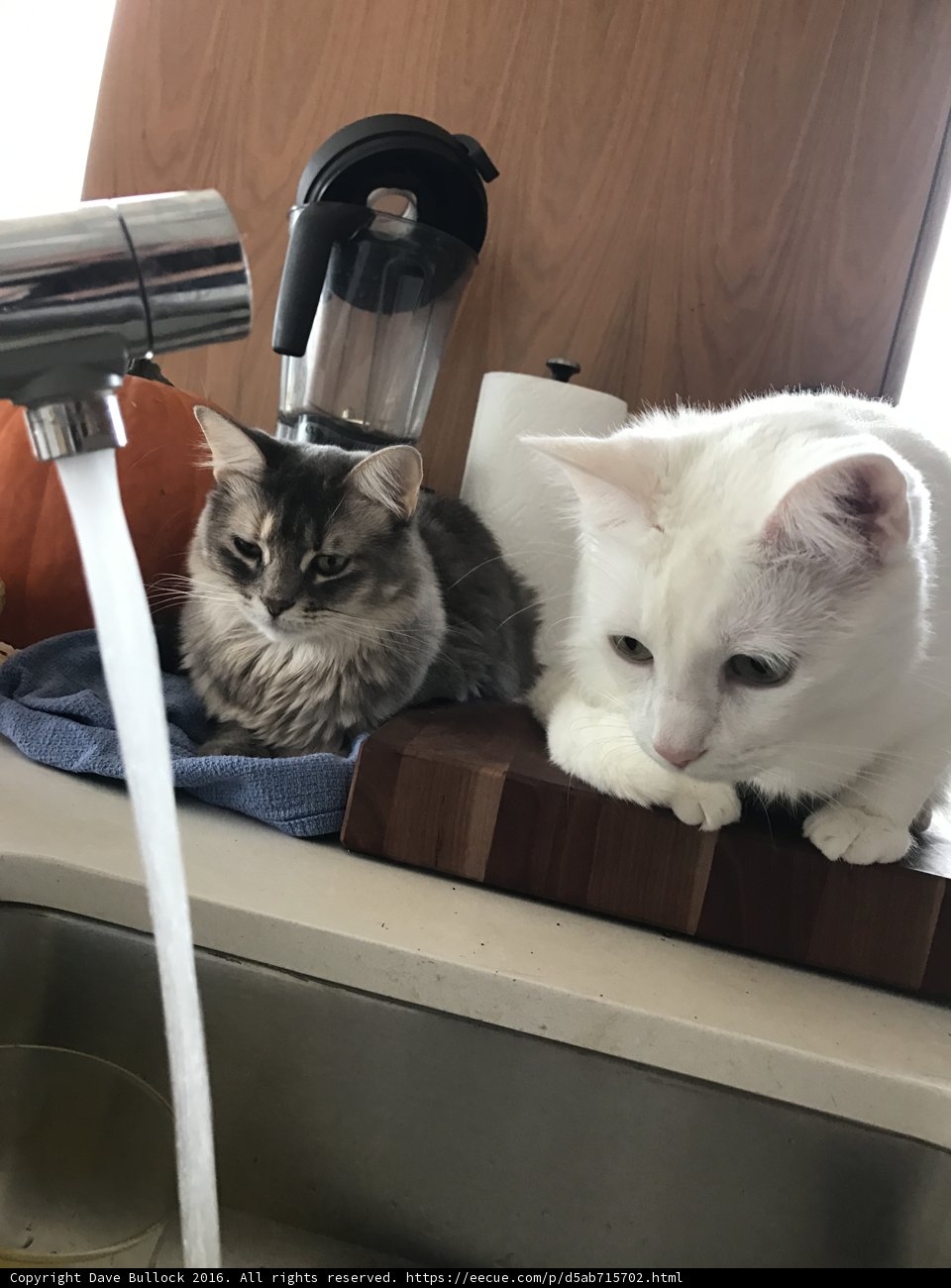 Counter Cats