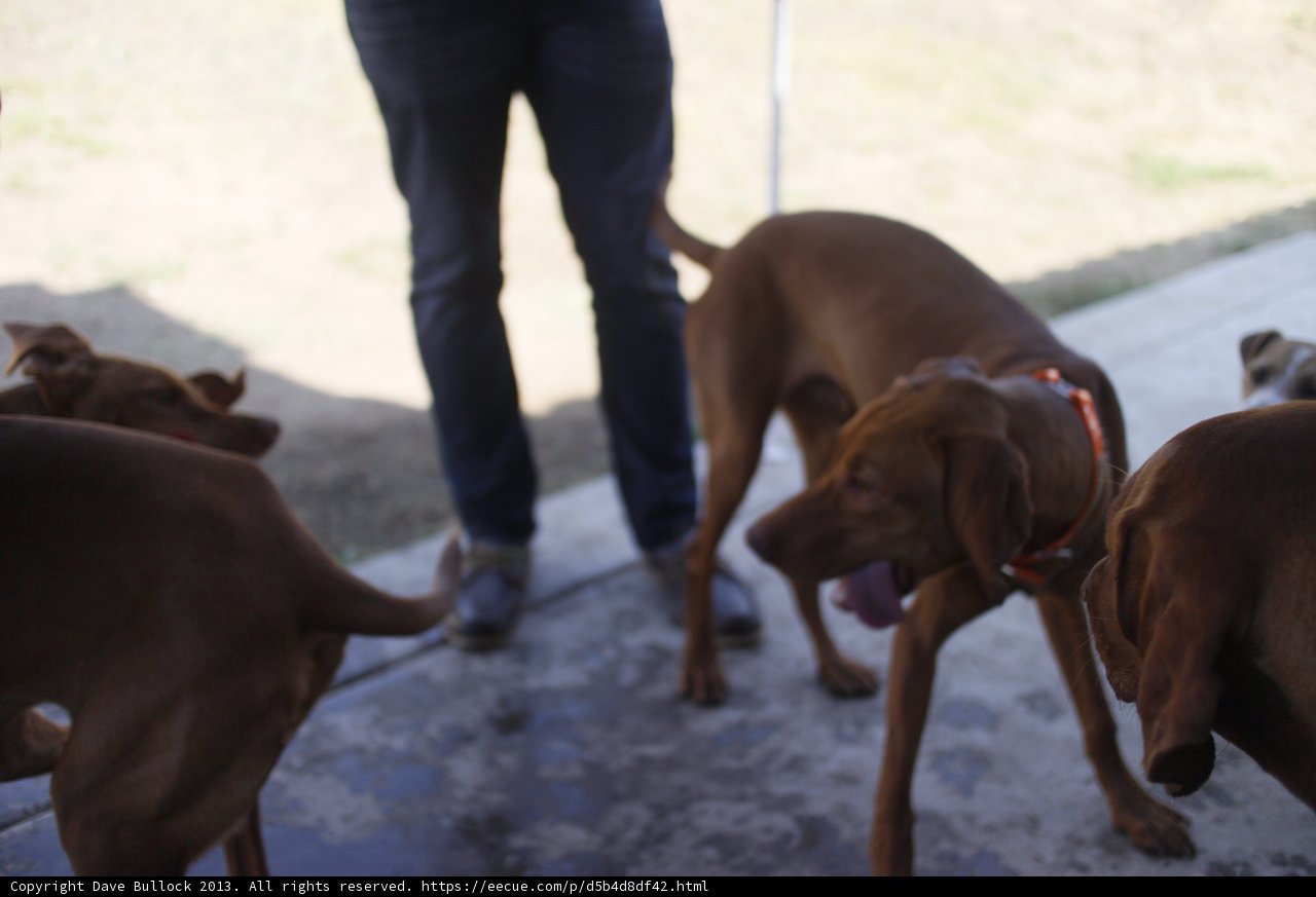 Six Canine Companions
