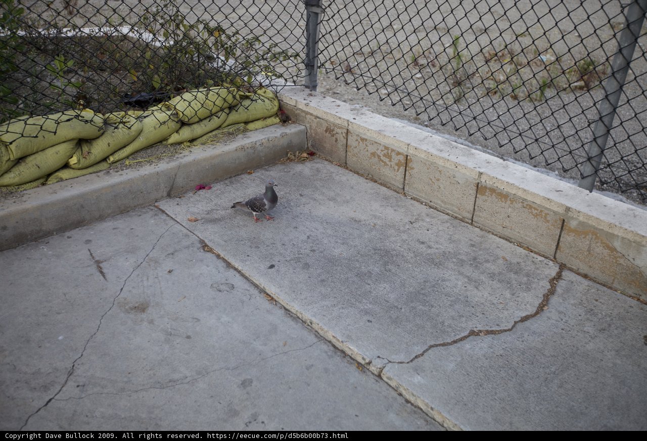 Feathered Friends by the Walkway