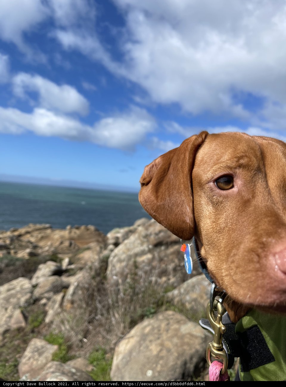 Rocky Adventure with a Stylistic Pooch