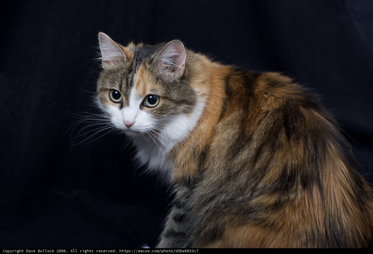 Regal Calico Cat