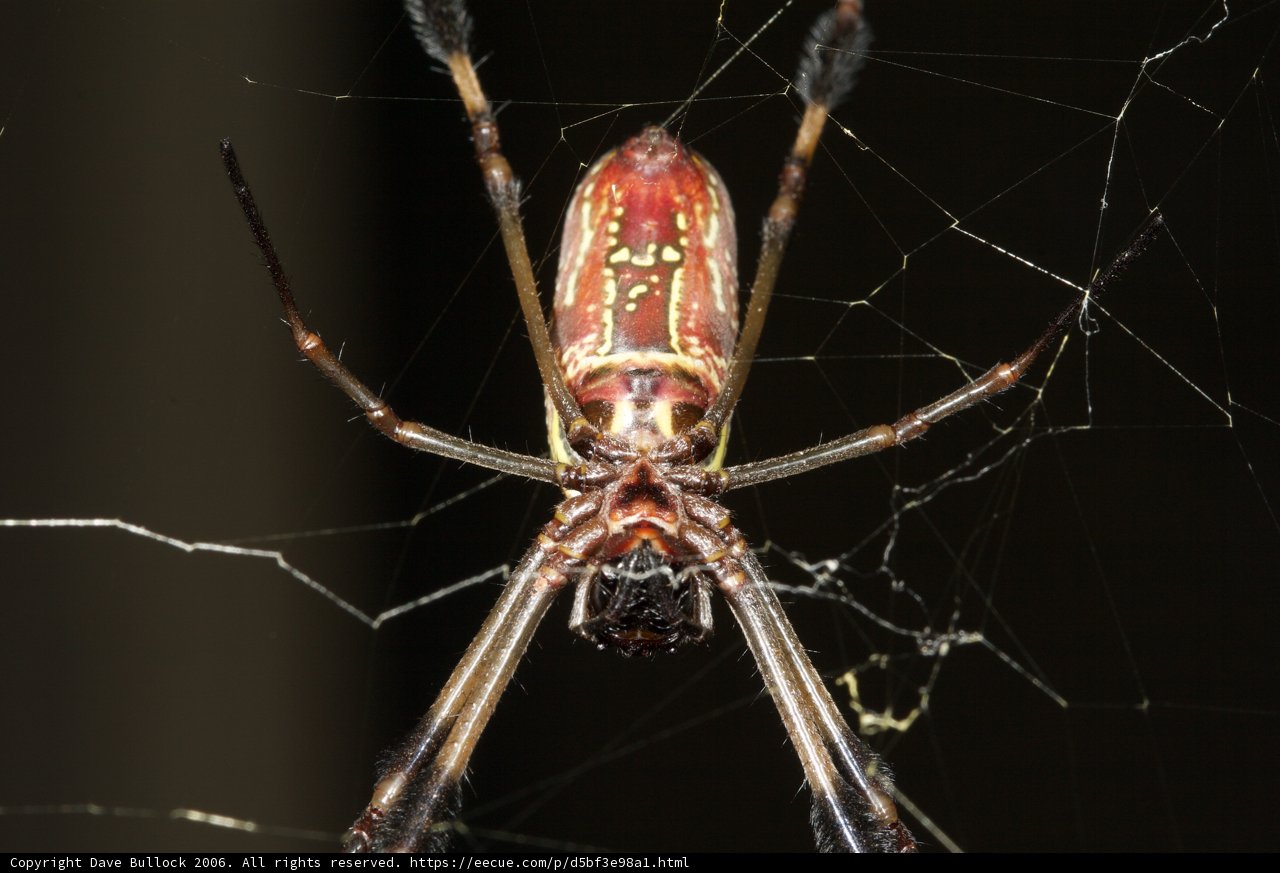 Garden Spider with Red and Black Markings
