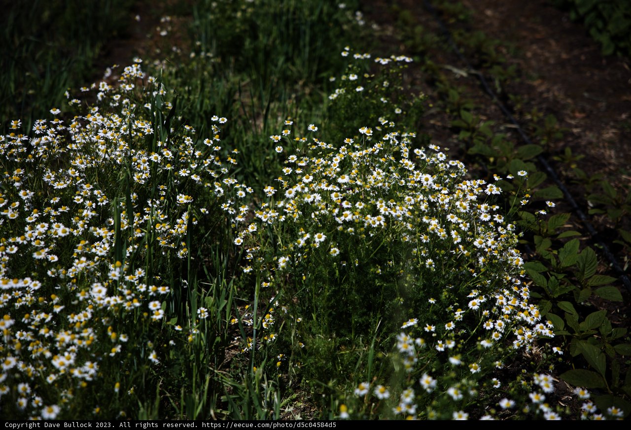 Majestic White and Yellow Blooms