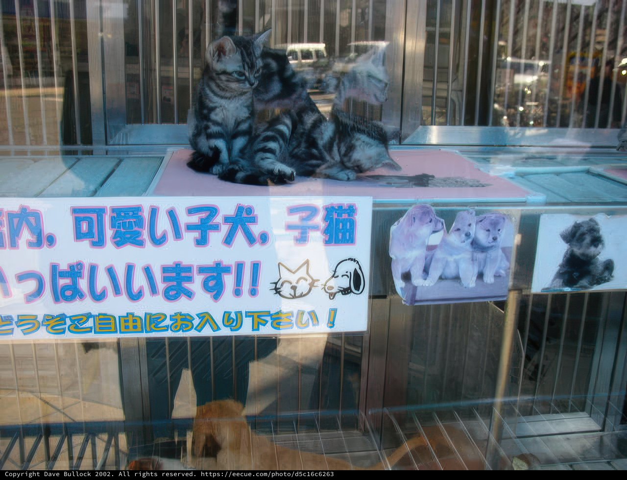 Furry Friends in Captivity