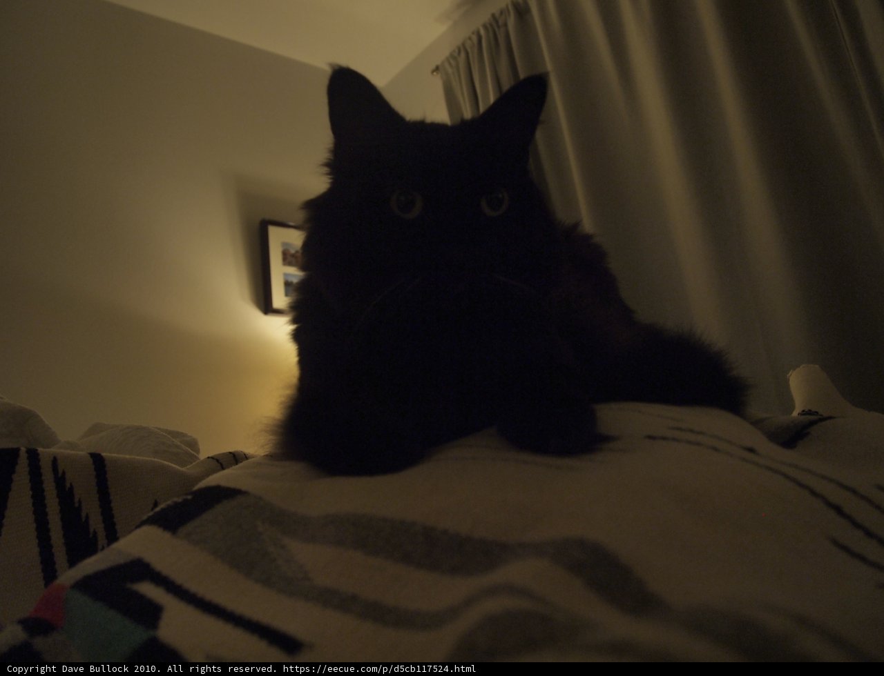 The Mysterious Black Cat