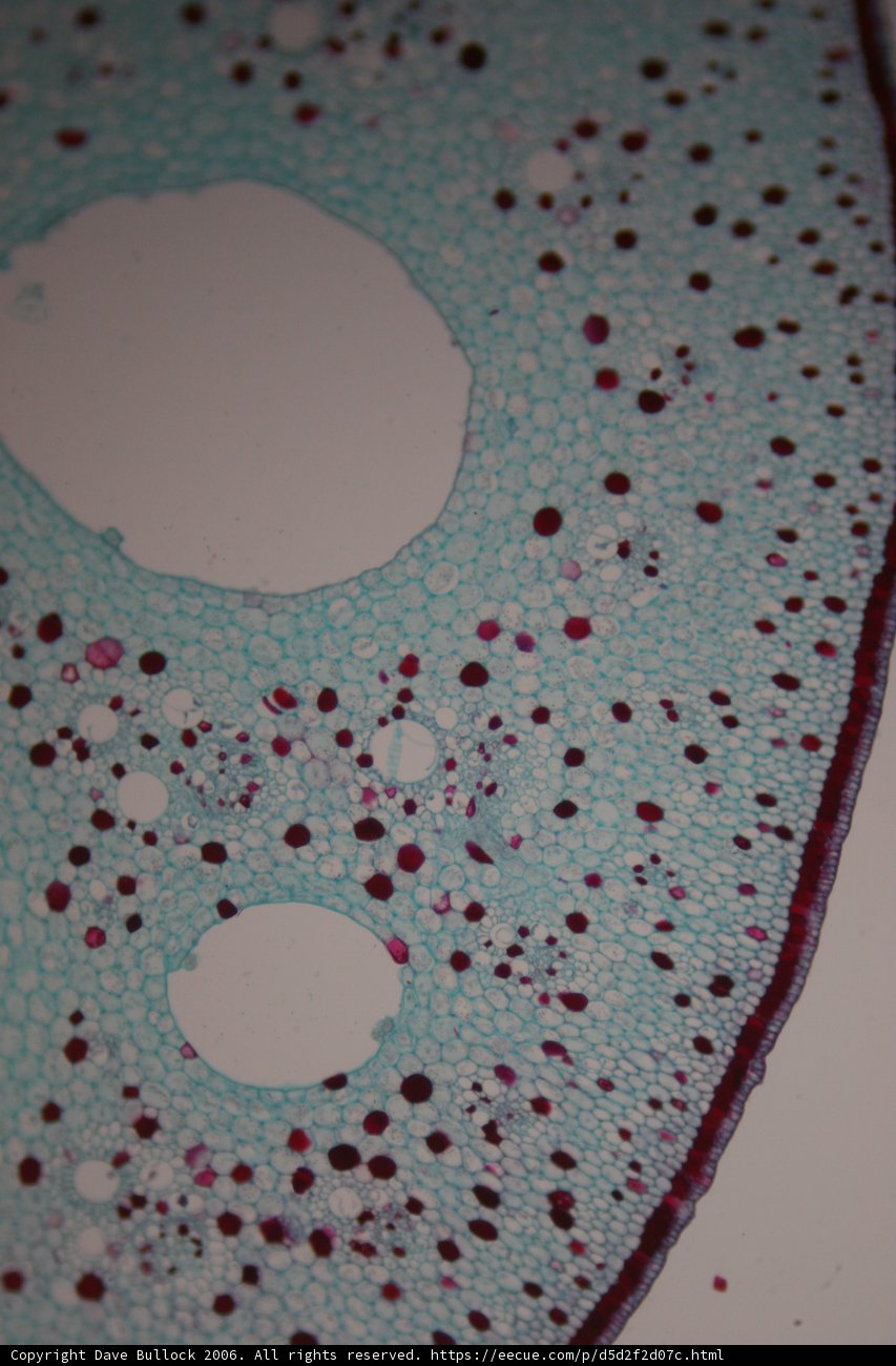 Red Dots in a Plant Cell