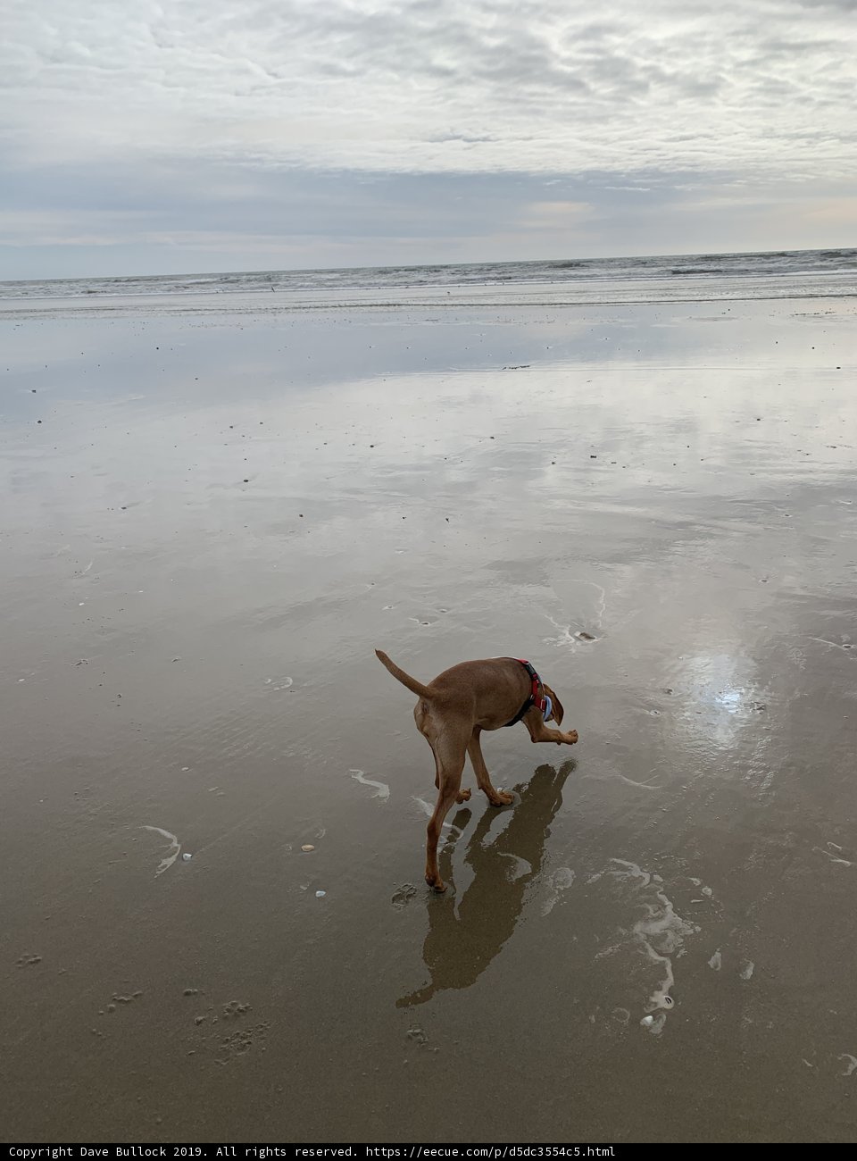 Beach Day with Man's Best Friend
