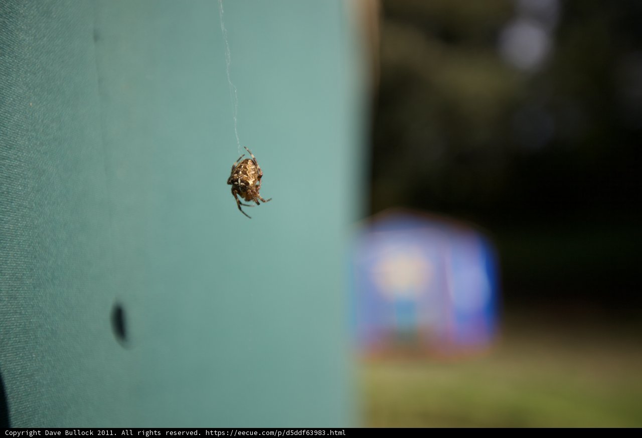 Garden Spider on Blue Building