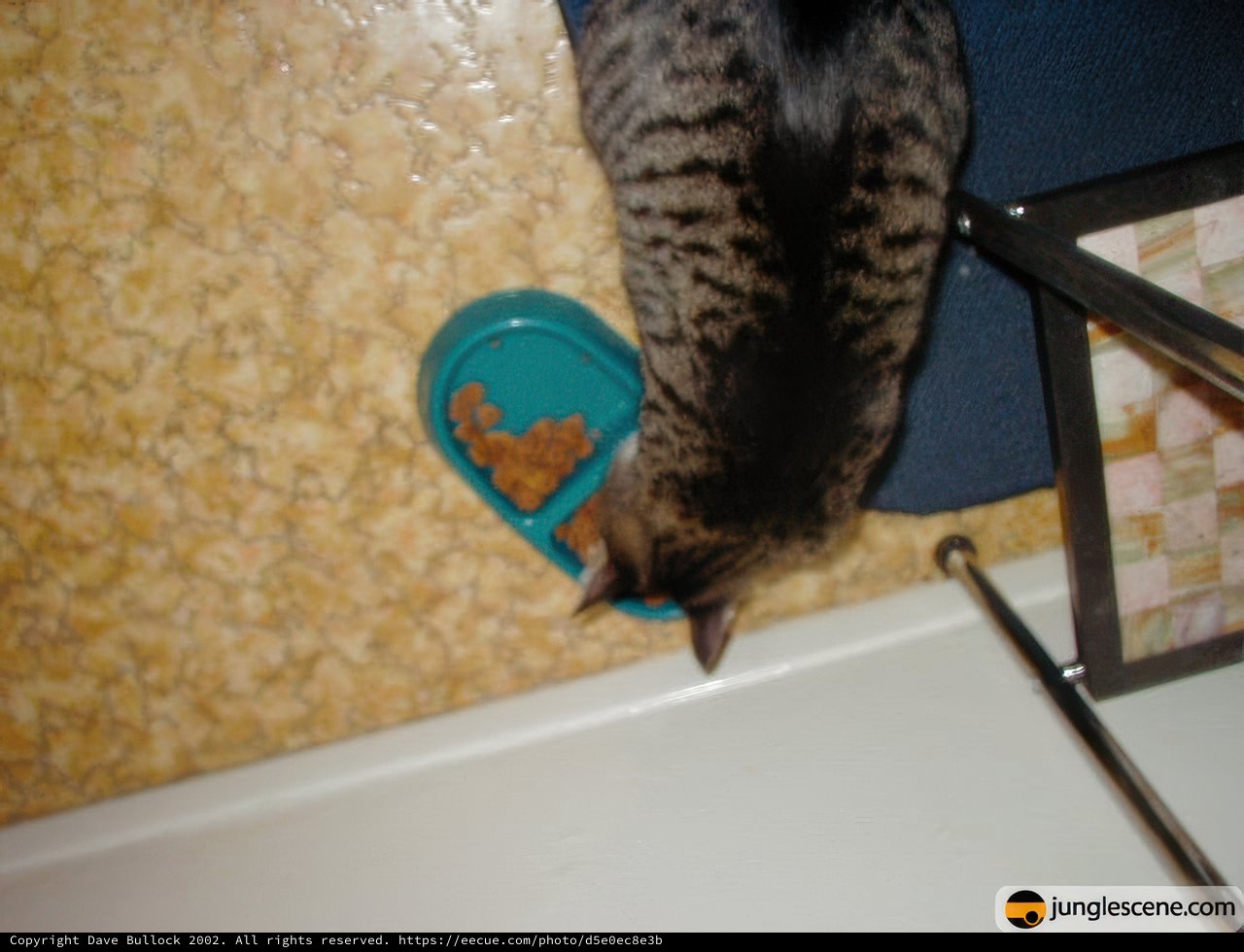 A Feline Feast