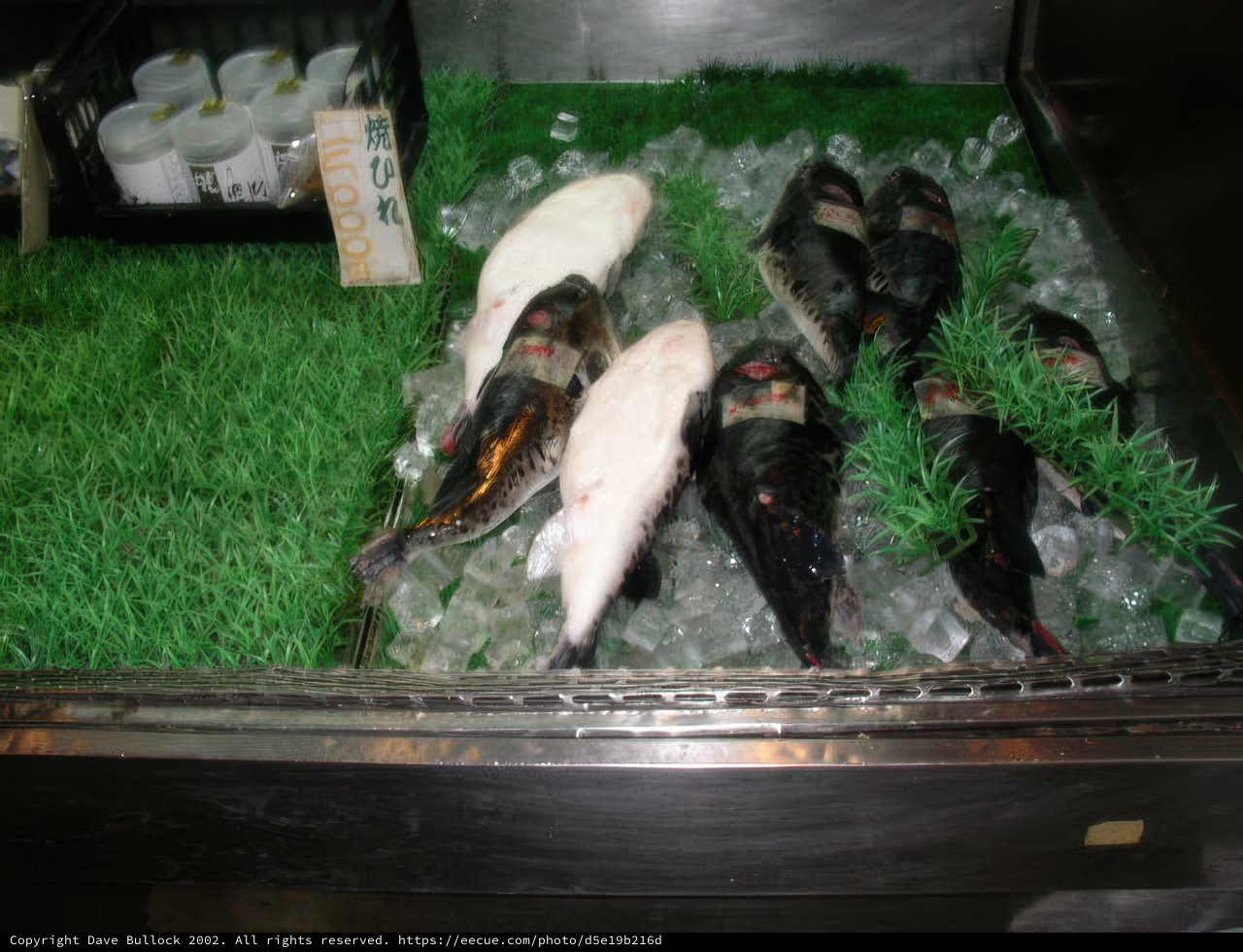 A Frozen Display of Sea Life