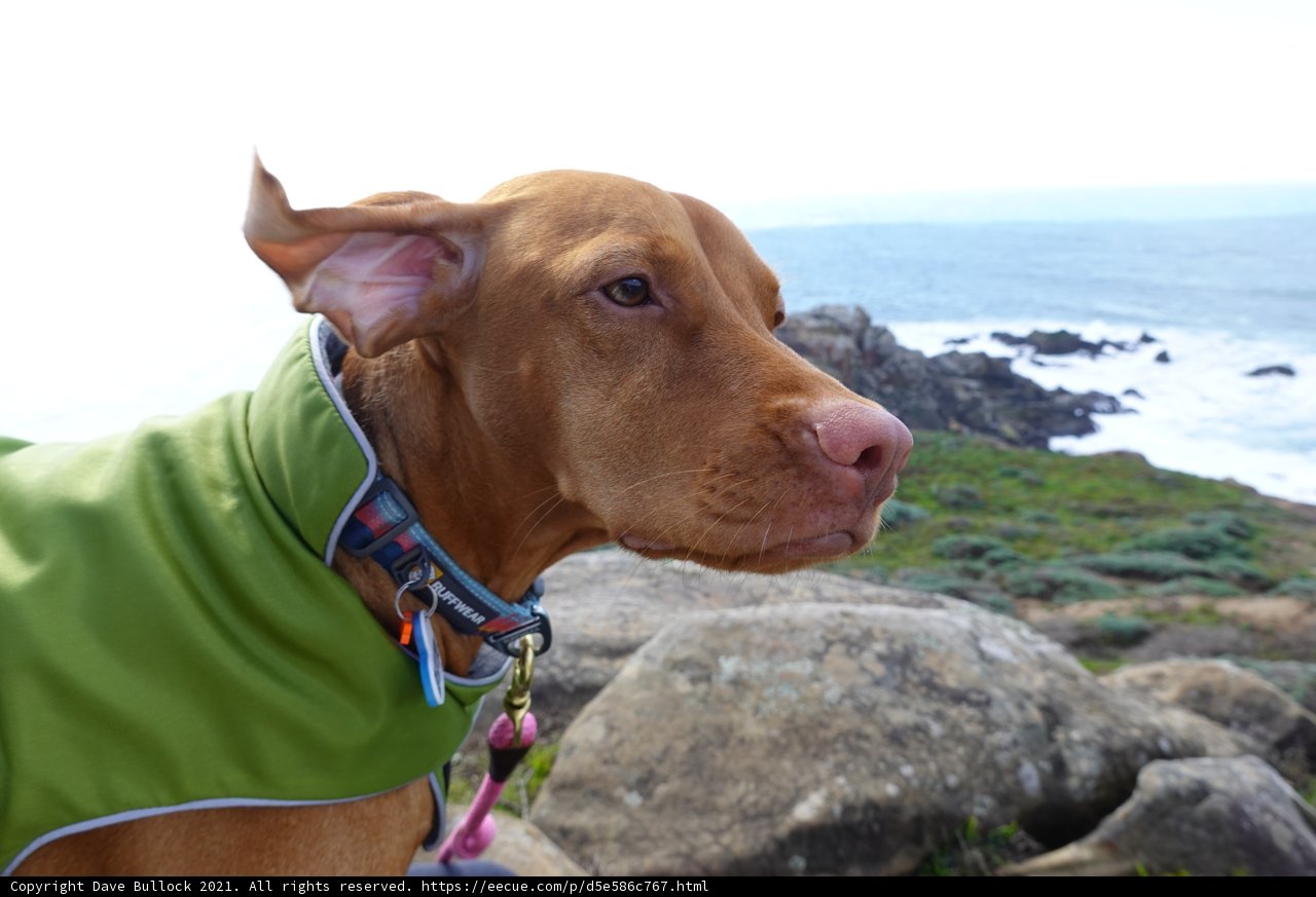 A Vizsla on the Rocks