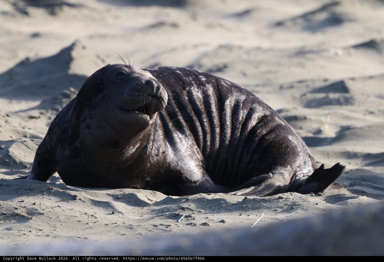 Emaciated Elephant Seal Pup on Drakes Beach