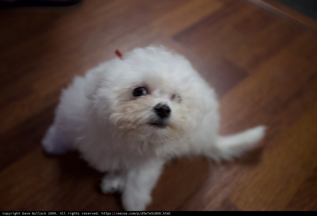 The Little White Puppy Rests on a Wooden Floor