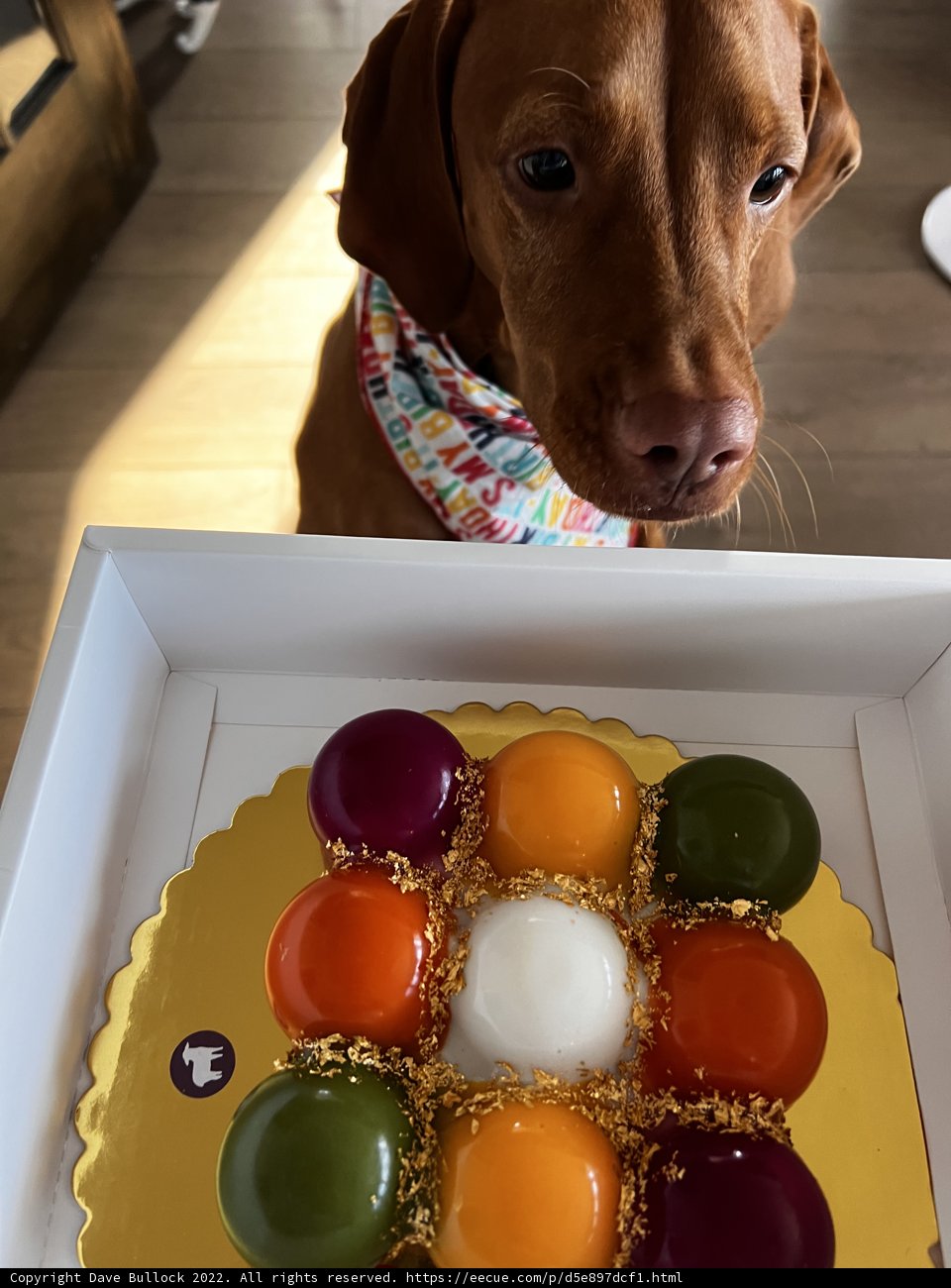 Canine Cake Cravings