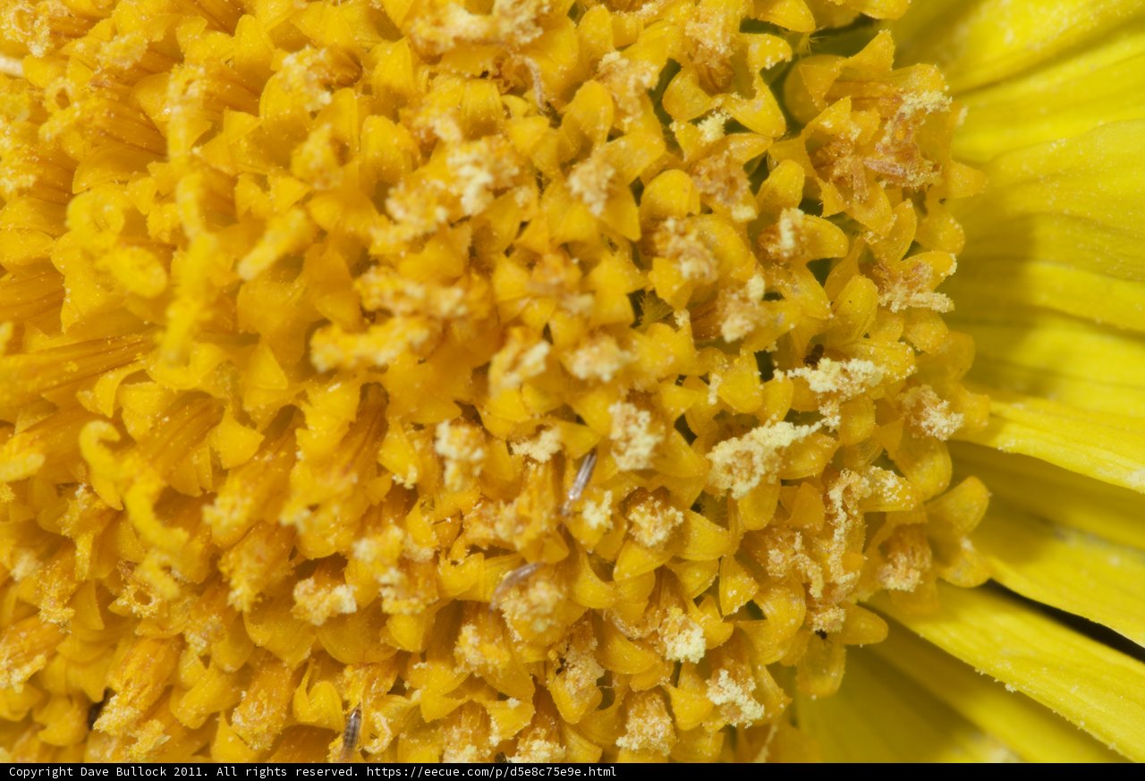 Bountiful Pollen on a Marigold
