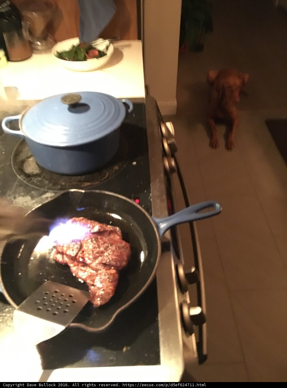 Watchful Dining Companion