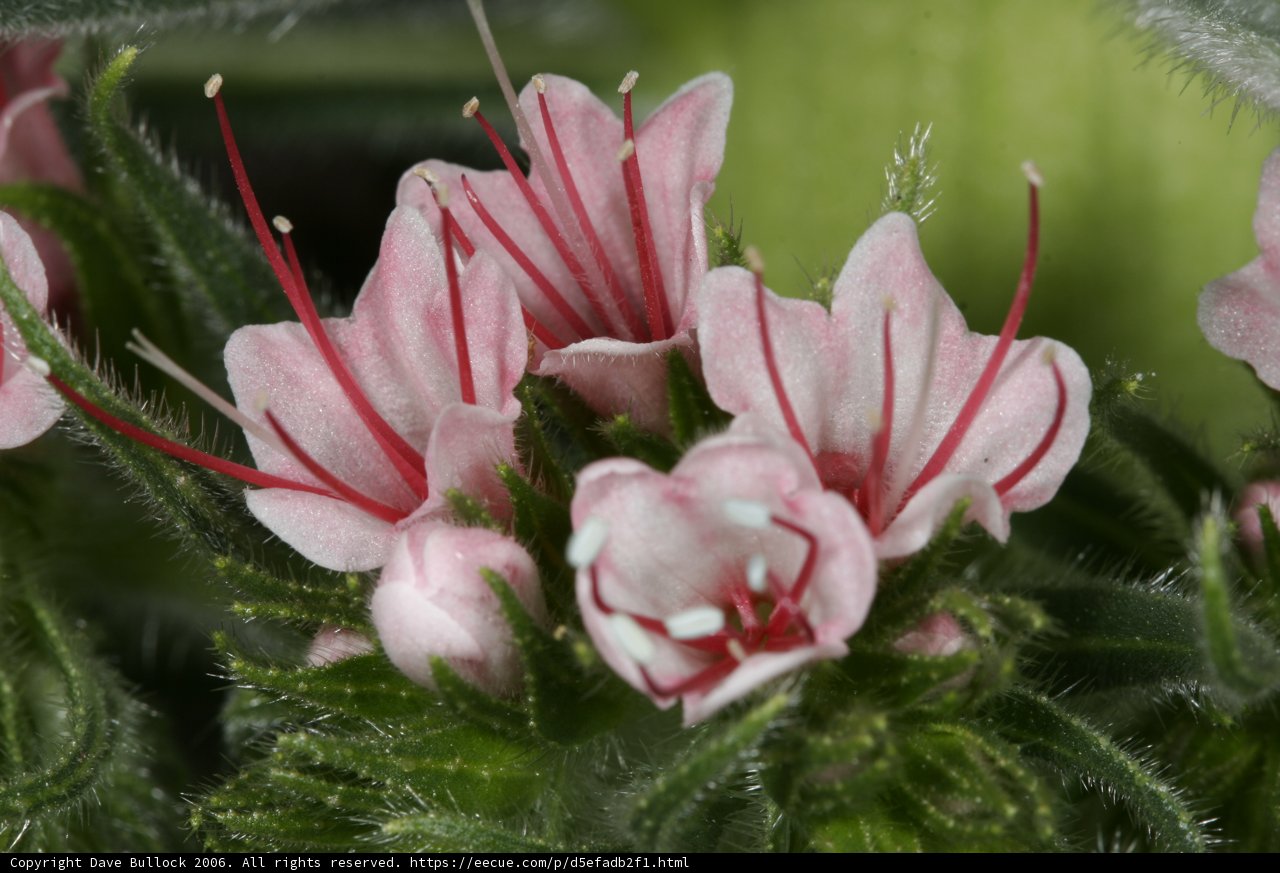 Pink Geranium in Full Bloom