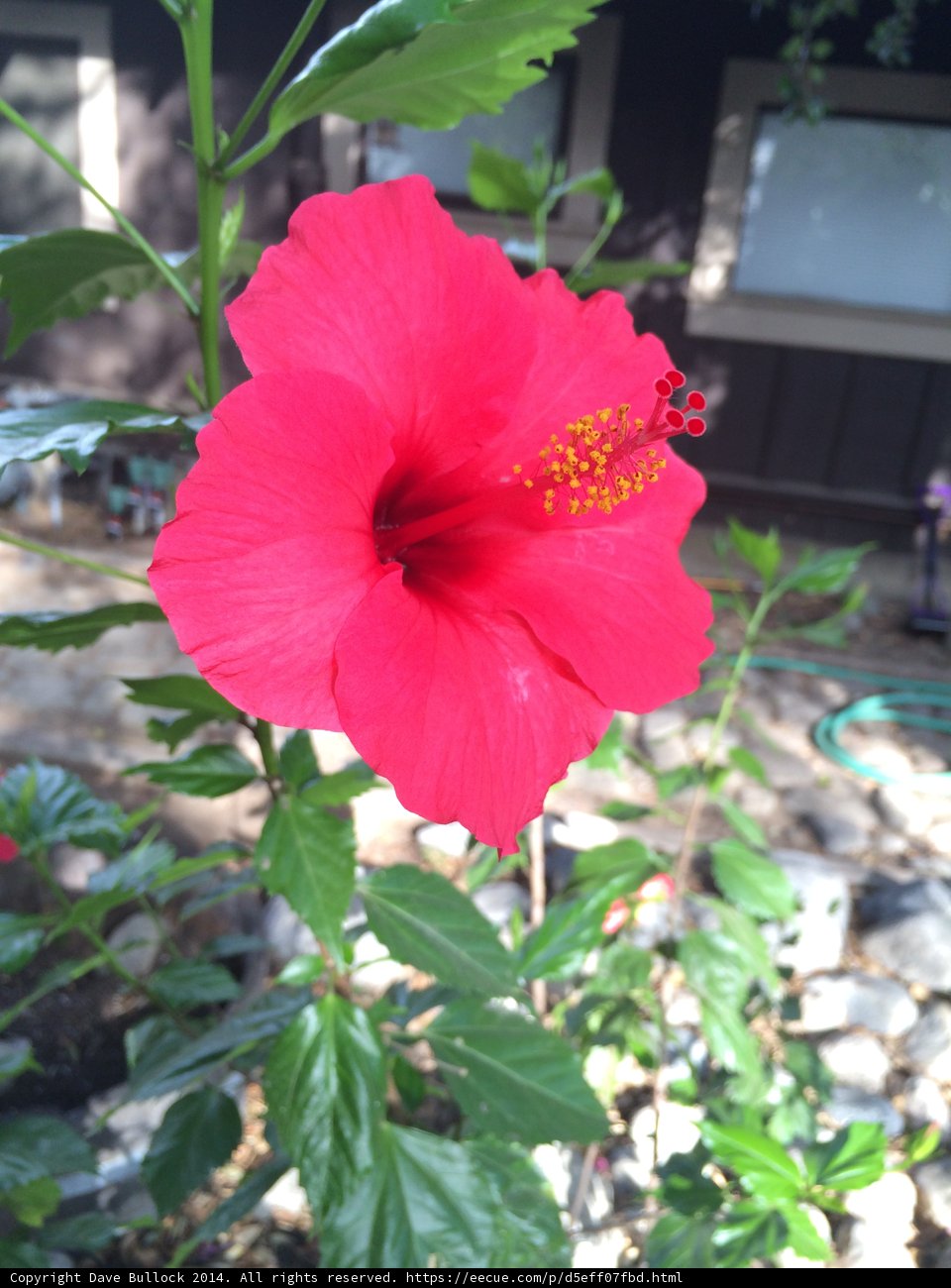 Vibrant Petunia Poses in Front of California Home