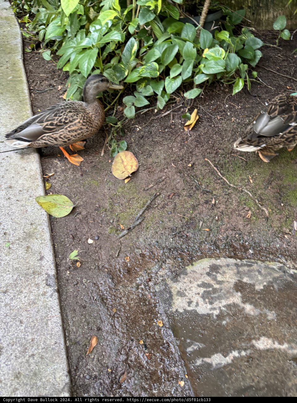Garden Visitors: Mallards Among Tropical Foliage