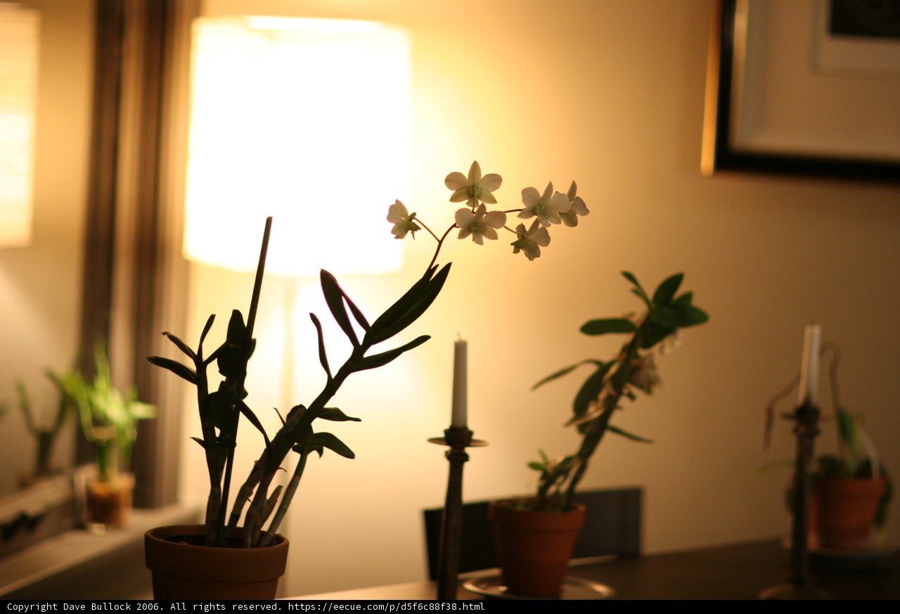 Floral Arrangement with Candlelight