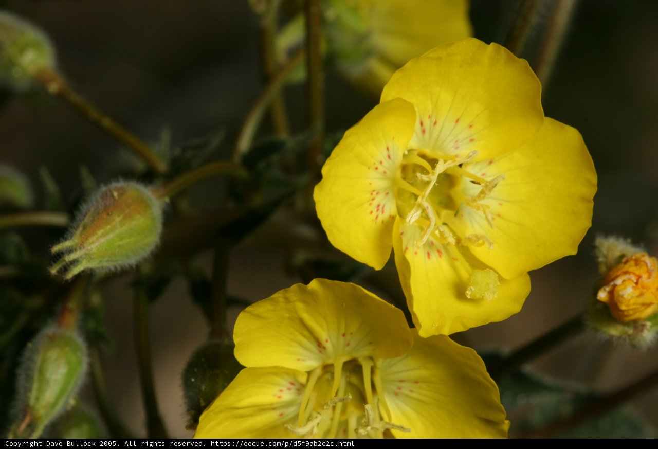 Desert Bloom