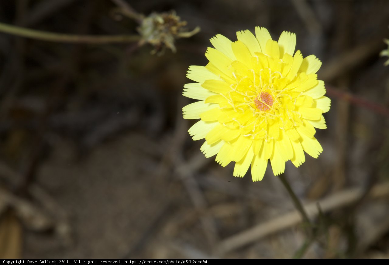 Desert Bloom