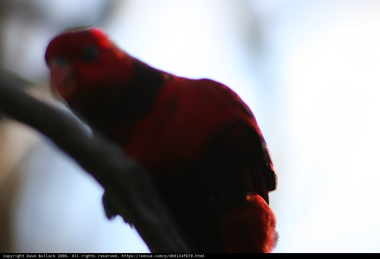 Red Parakeet on a Branch