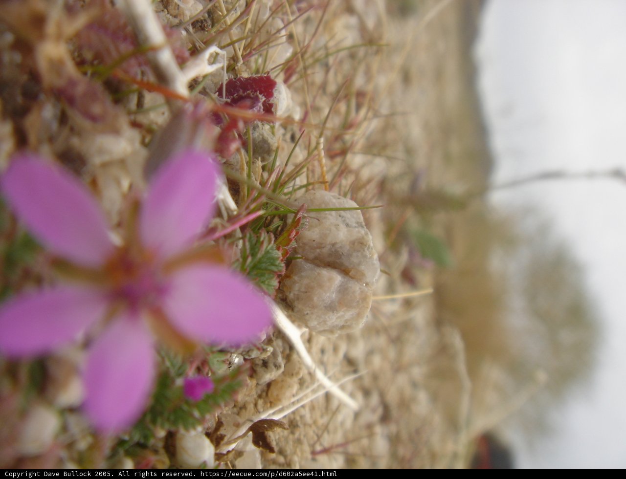 Pink Geranium Blossom