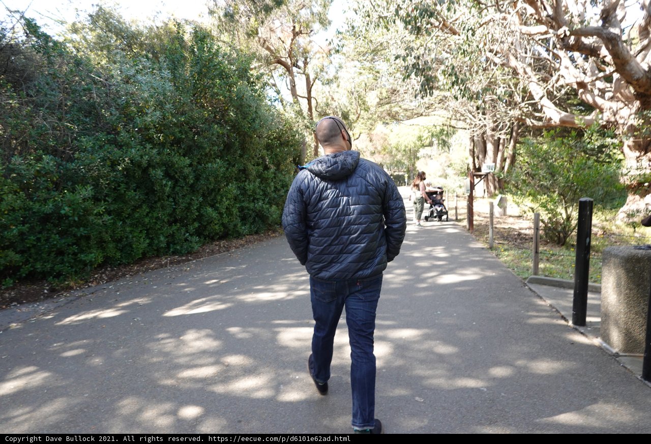Walking Through the Woodland