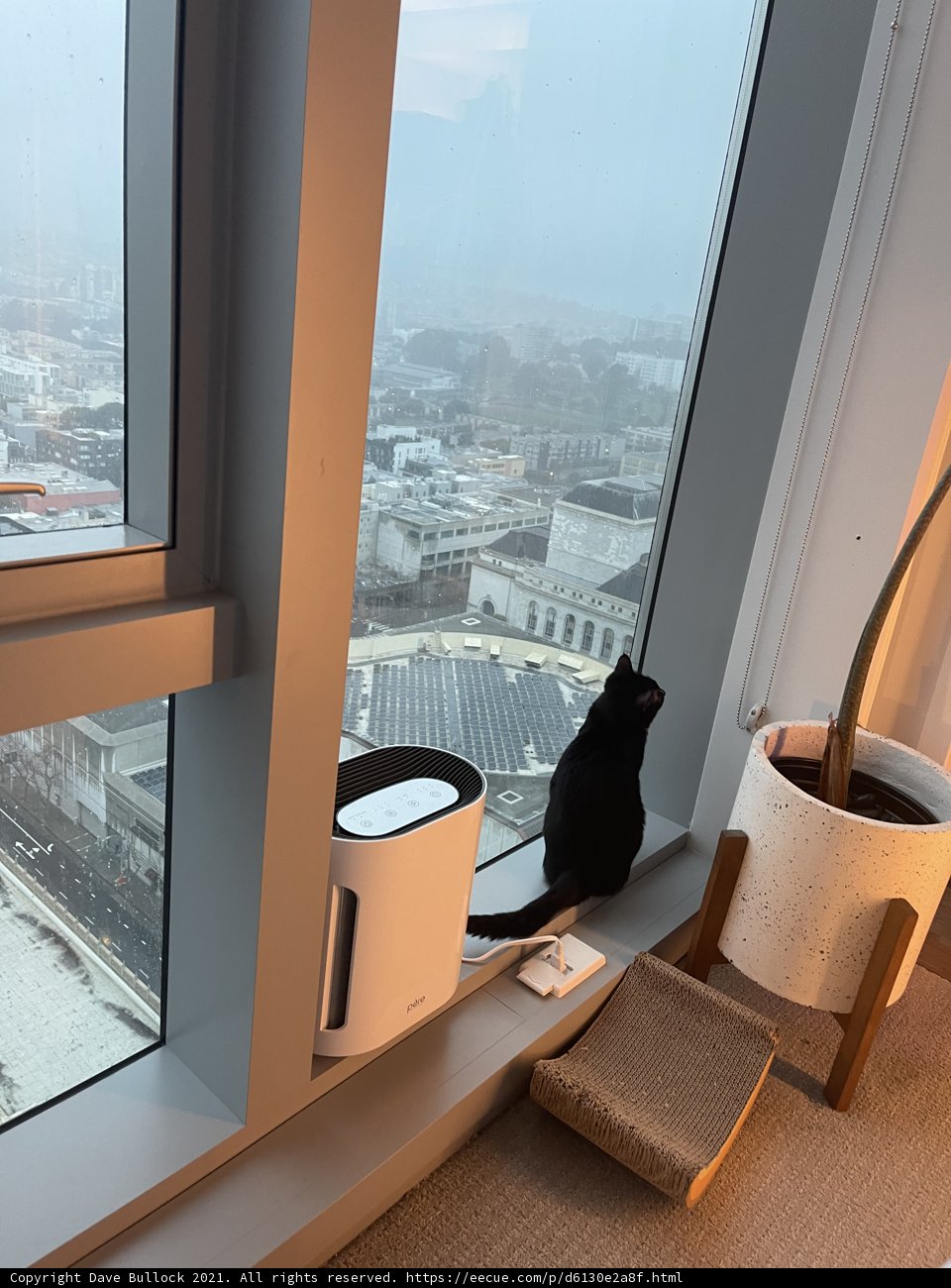 City Life with an Urban Feline