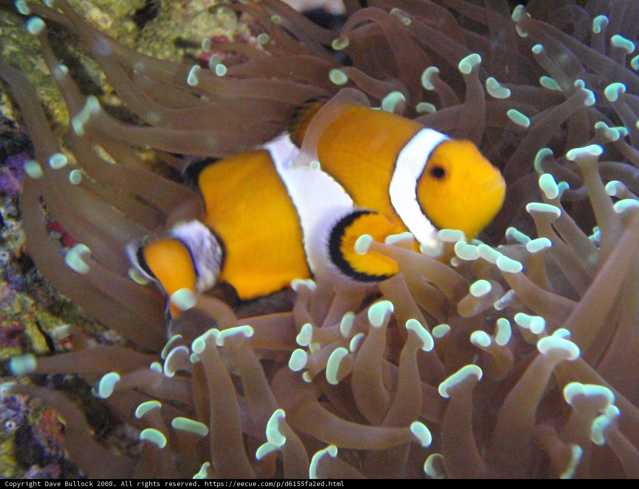 Colorful Clownfish in Coral Wonderland