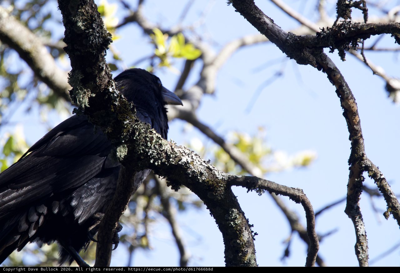 Raven Perched on Lichen-Covered Branch at Mt. Diablo