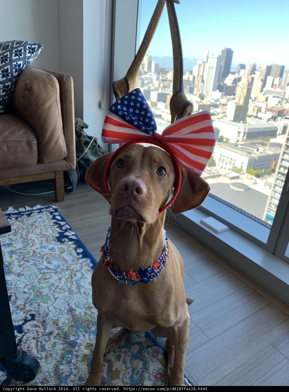 Patriotic Pup