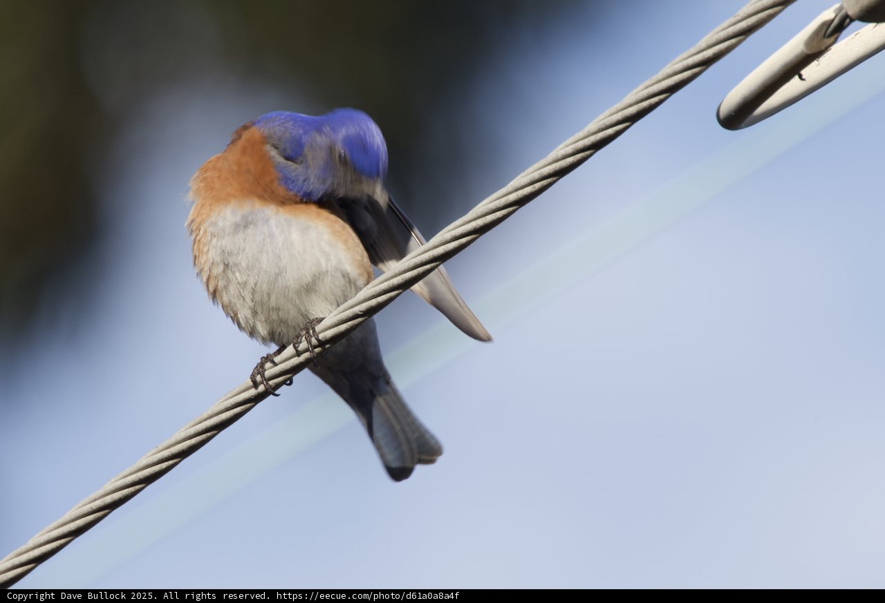 Bluebird Serenade
