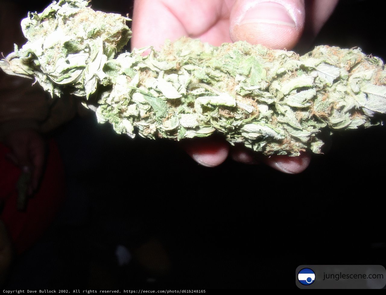 Midnight Harvest